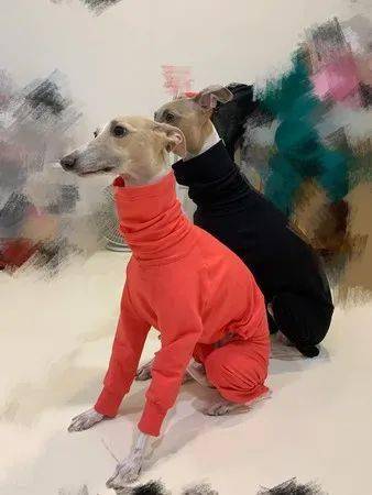 惠比特犬|脖子|品种_新浪新闻