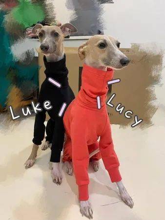 惠比特犬|脖子|品种_新浪新闻