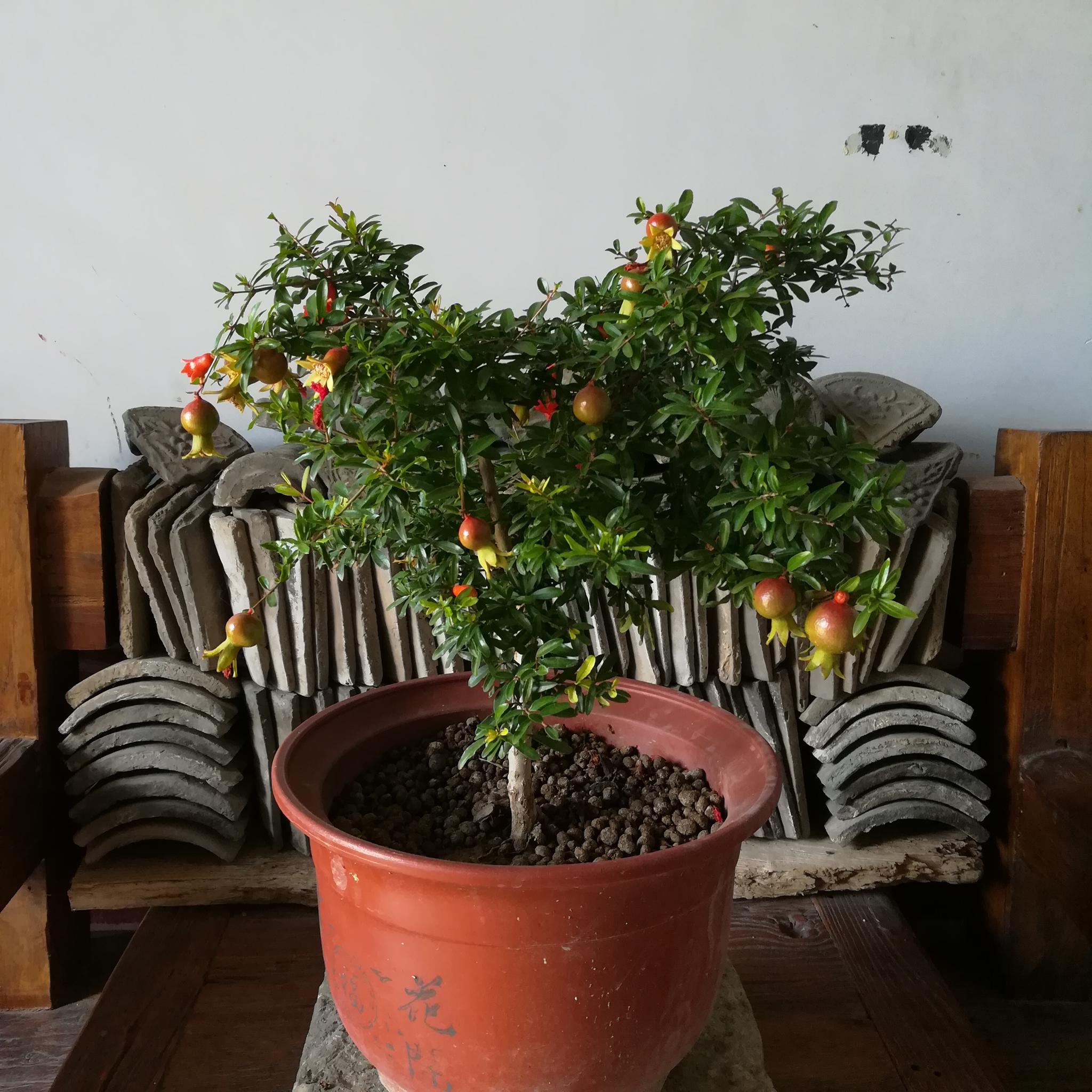 此种水果树,可盆栽种植,还可做盆景,既能观赏!