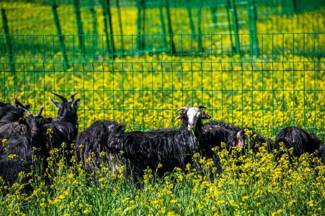 "羊"溢欢喜!武侯新春欢乐购·甘孜白玉县黑山羊美食品购会在成都举行