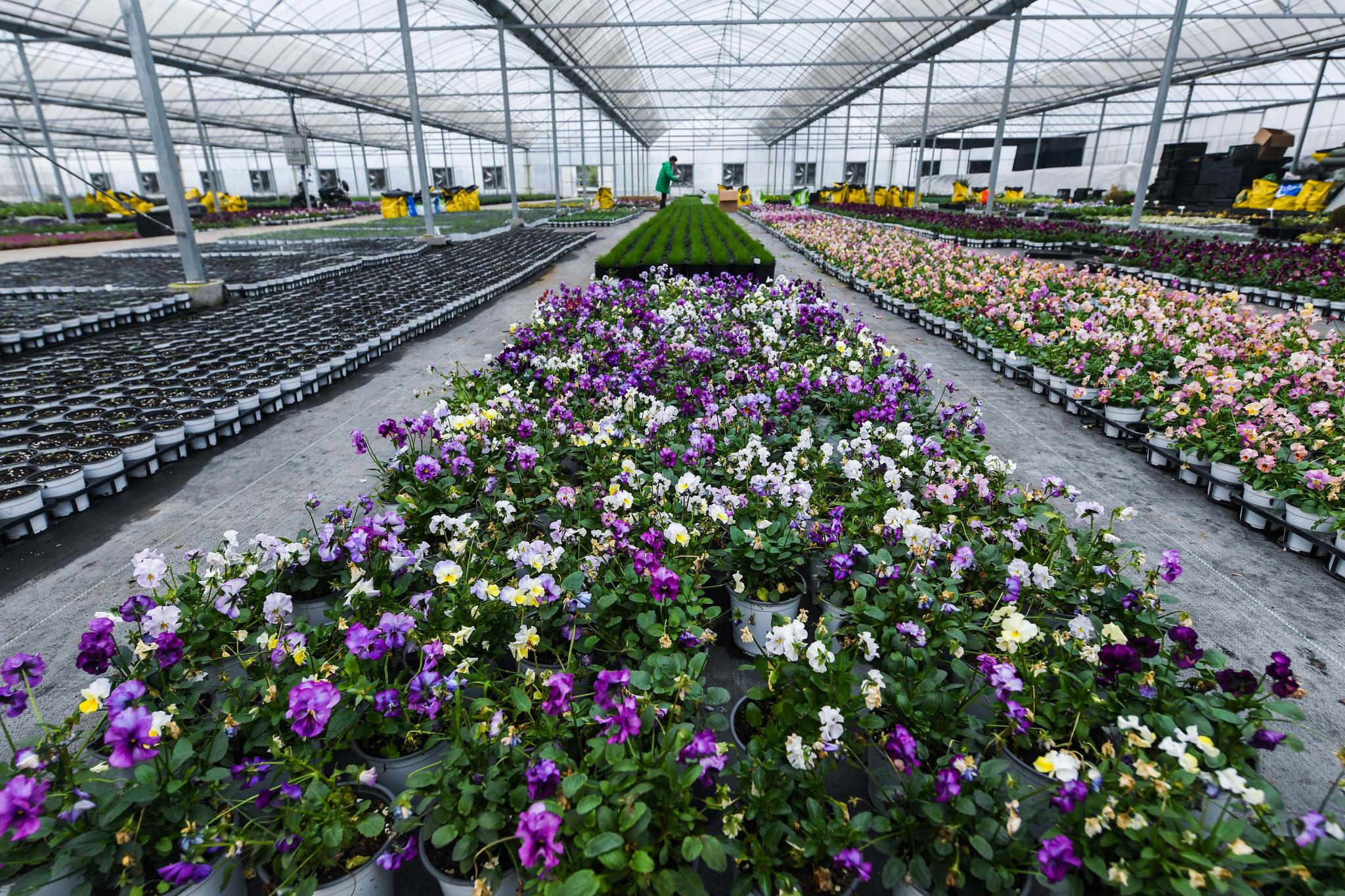 大学生农创园开启年宵花卉销售季