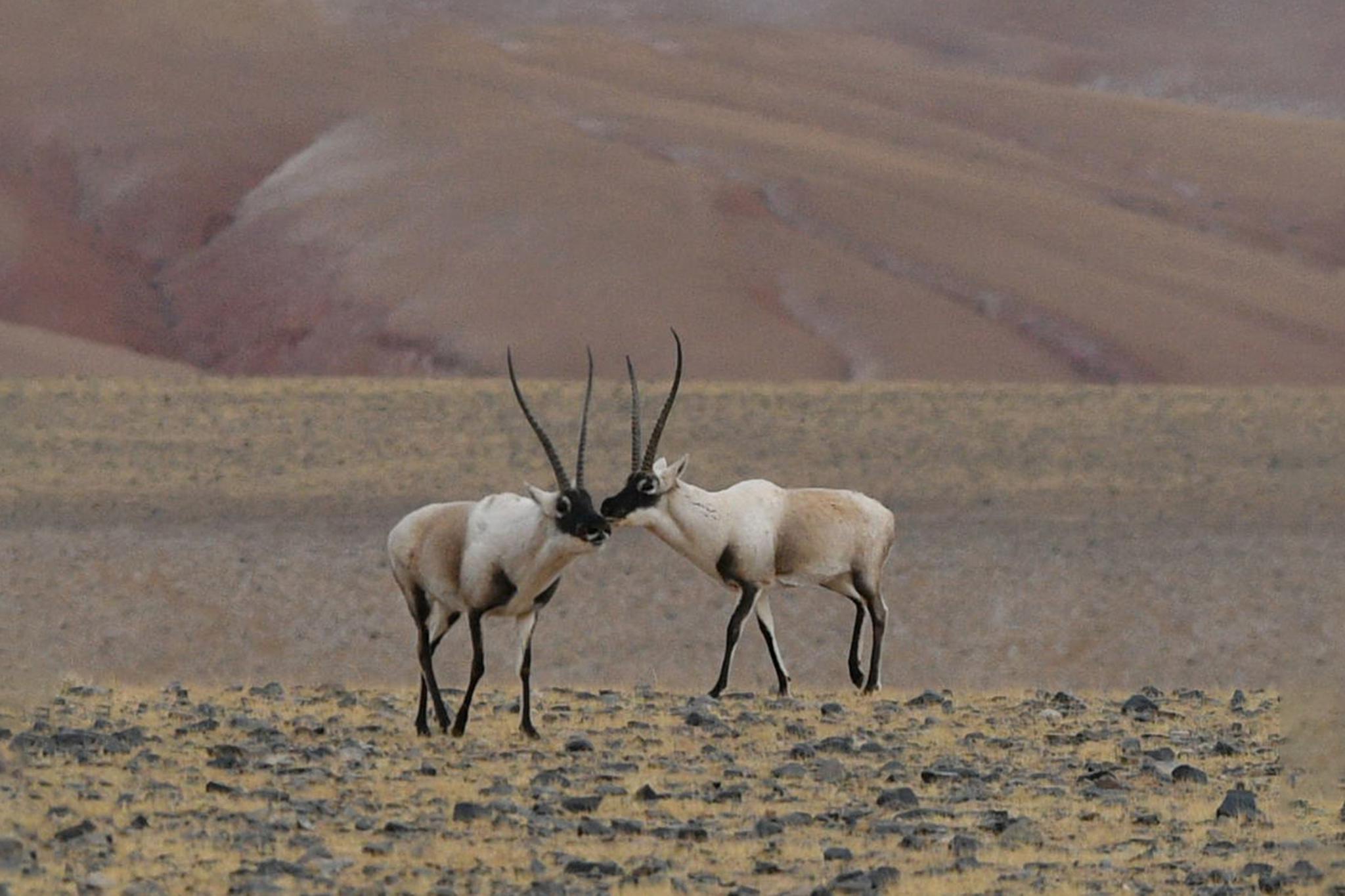 数说宝"藏"丨珍惜!西藏藏羚羊种群数量超过20万只