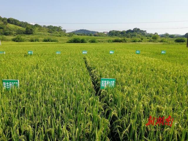 湖南破解种子难题:以杂交水稻等为支撑,依托隆平高科等企业