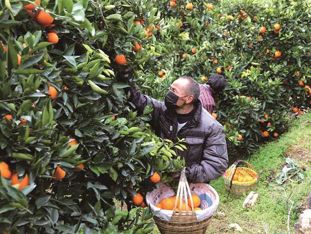 金堂脐橙之乡几月成熟采摘(金堂脐橙和赣南脐橙的区别)