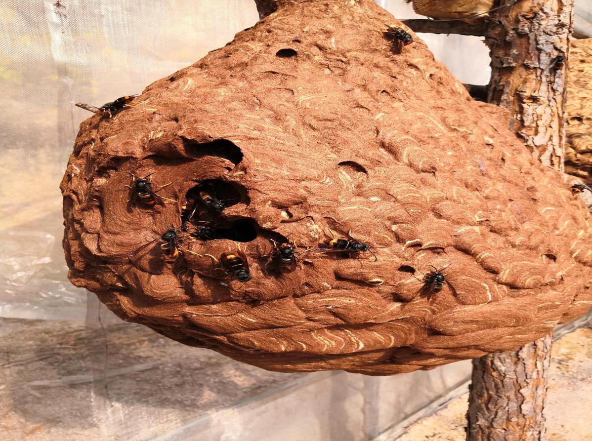 (图为养殖基地牛古蜂蜂巢和蜂种)会昌县富城乡粗石坝村地处偏远山区