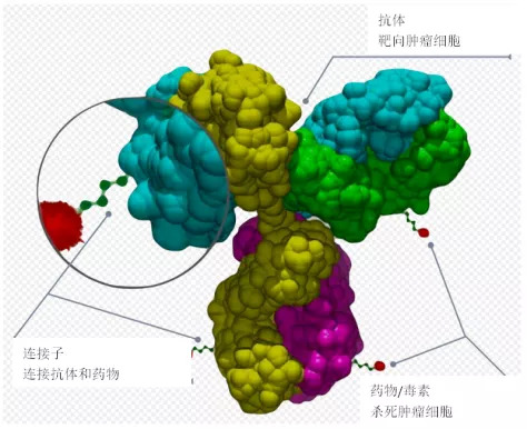 AZ、MSD、吉利德争相布局的抗体偶联药物（ADC），为何有如此魅力？