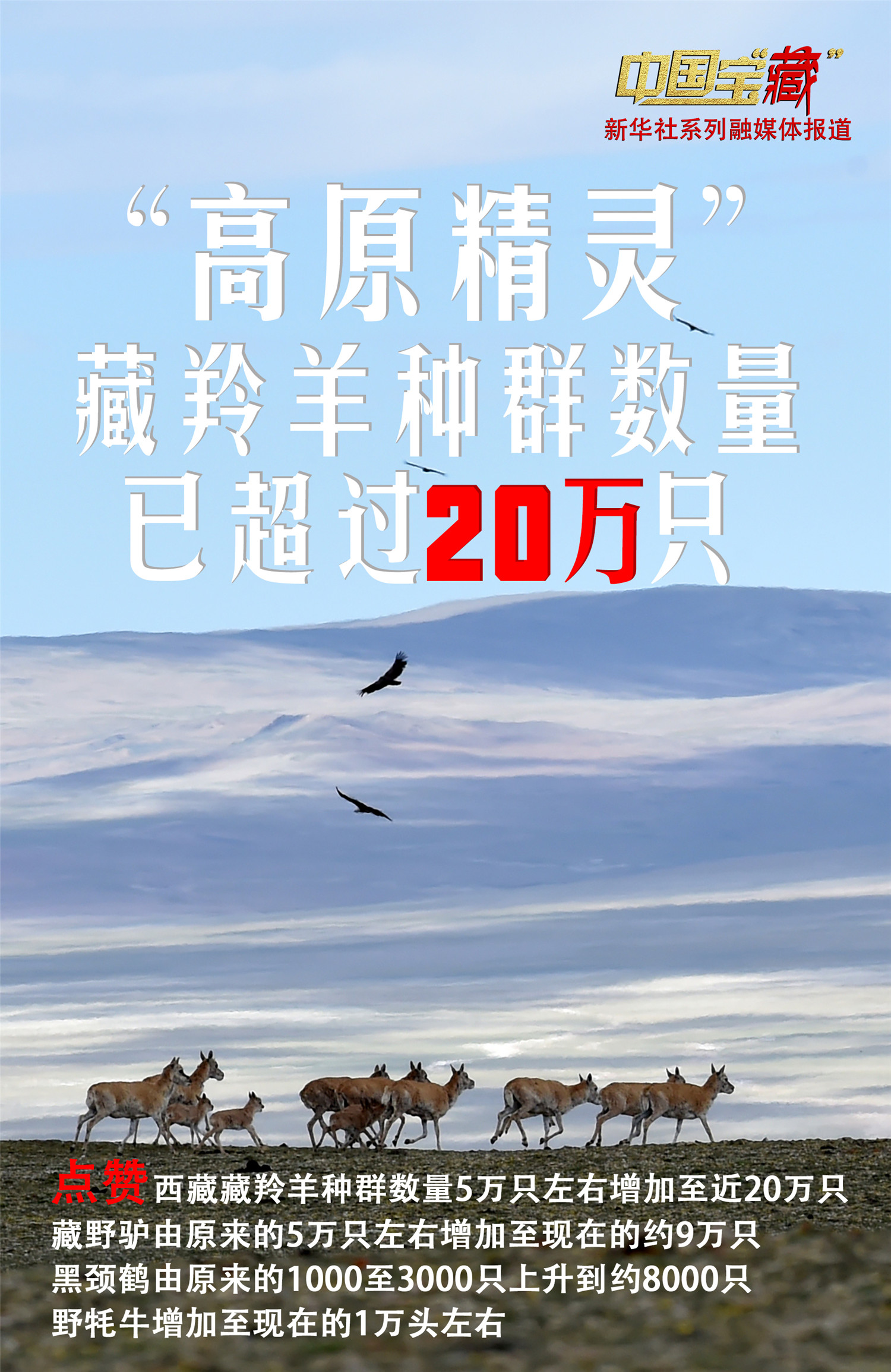 走出"濒危":"高原精灵"藏羚羊种群数量已超过20万只