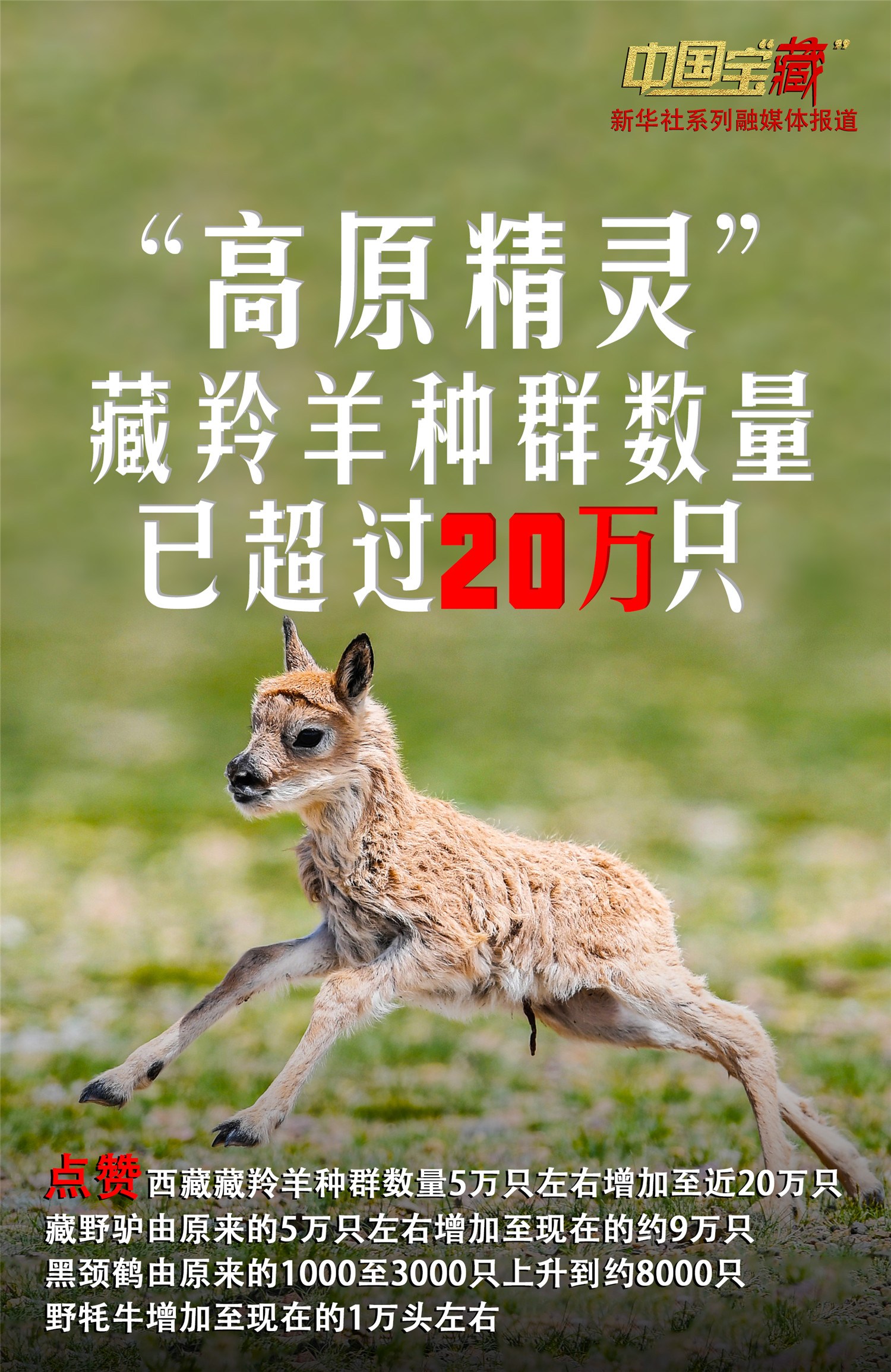 比窦娥还冤的小头鼠海豚，是怎么被加州湾石首鱼殃及的...