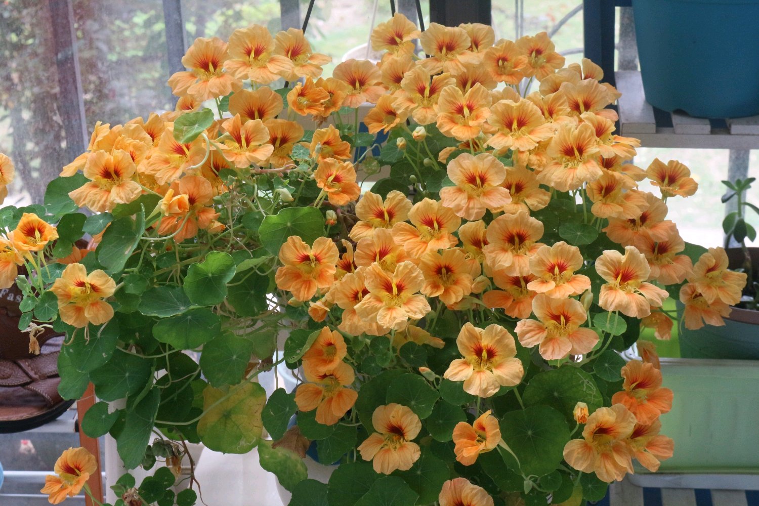 旱金莲|养护|花开_新浪新闻