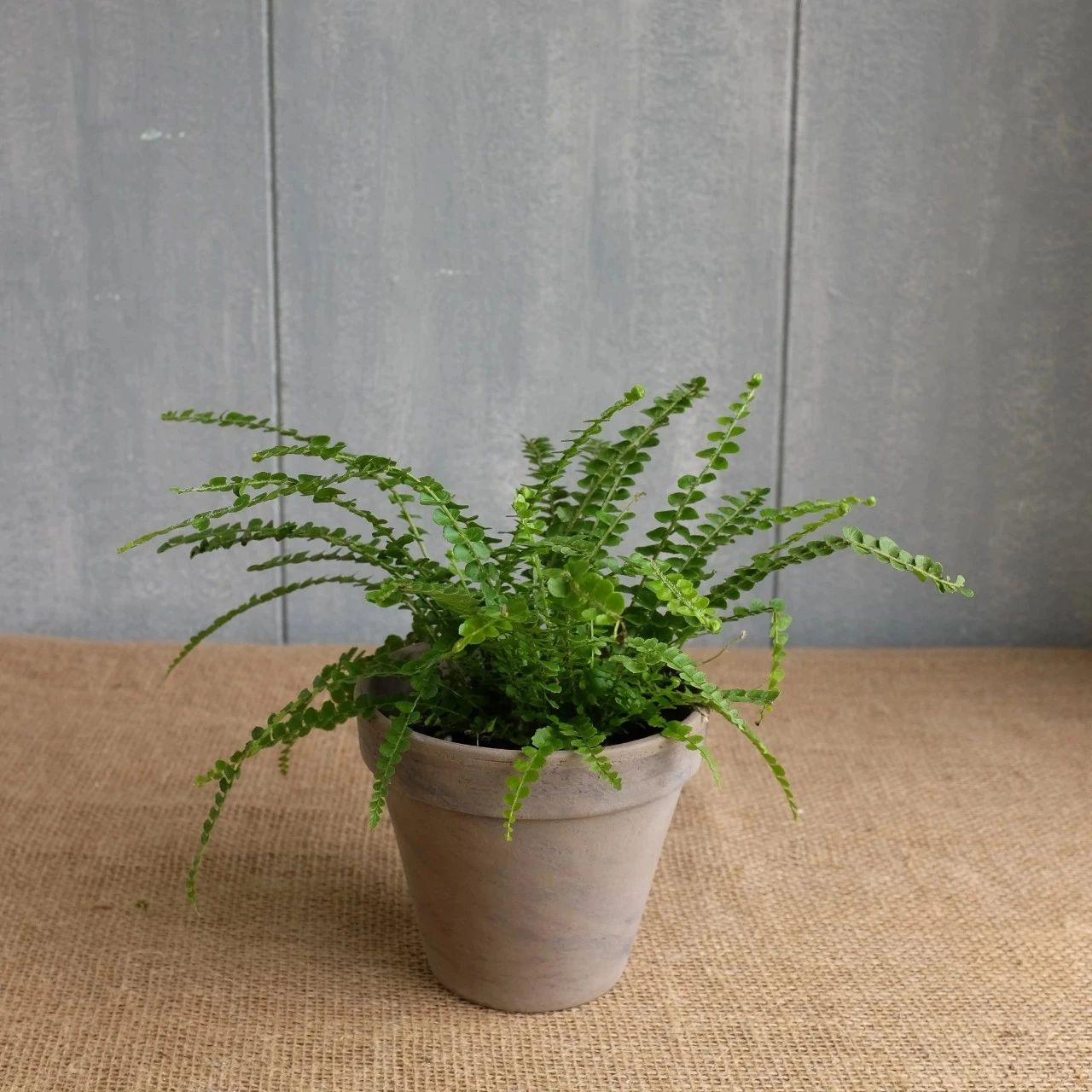 6种常见的弱光植物能室内半阴的环境养窗台便可维持良好状态