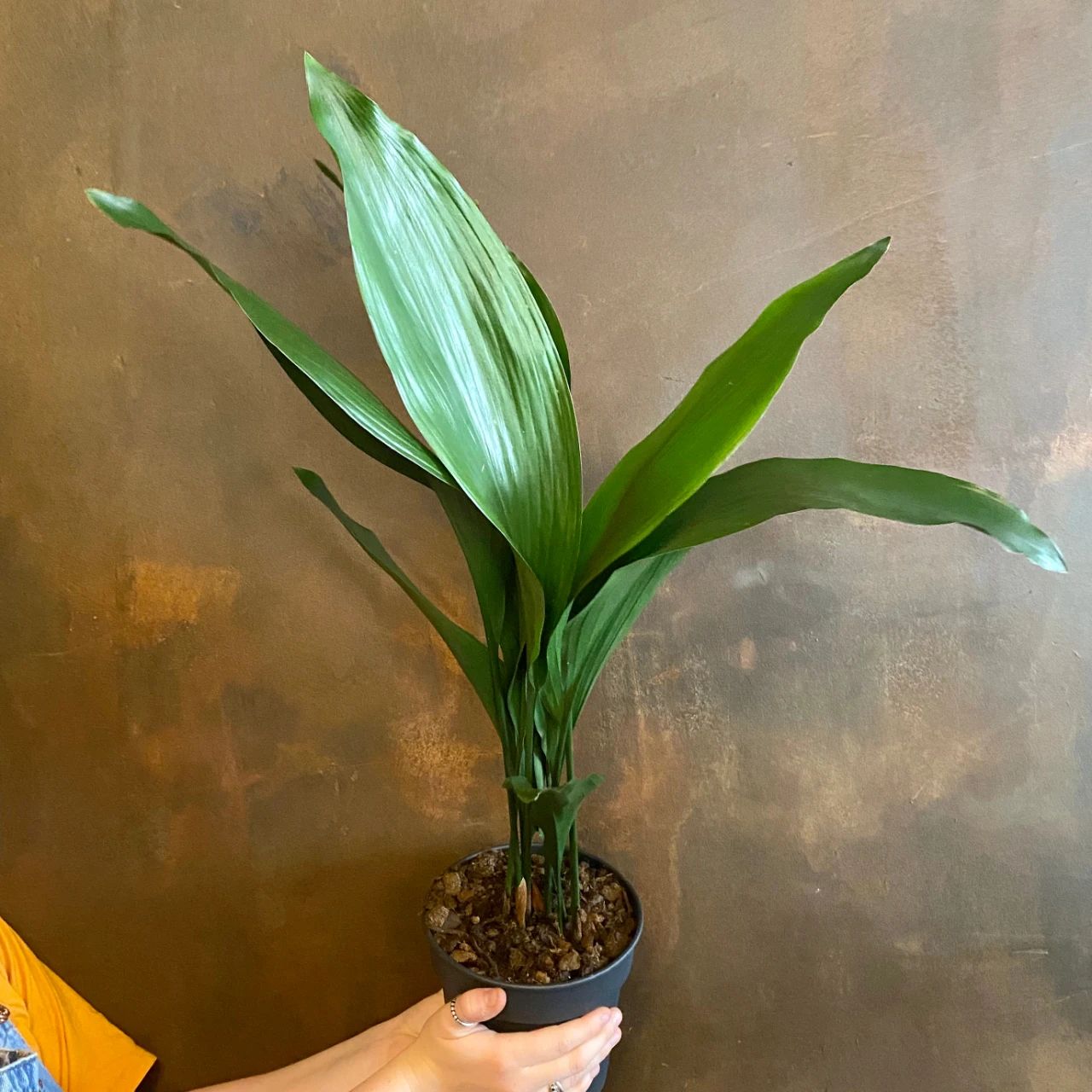 叶子斑斓的一叶兰你会喜欢么这植物养室内真心好打理耐阴耐旱