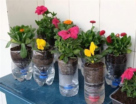 家里的塑料瓶别丢了,用来养花可是好容器,育苗不错!