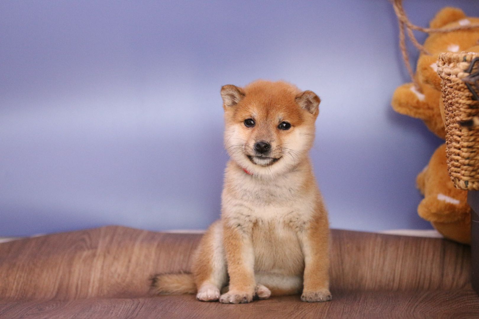 柴犬真的好养吗柴犬的优点和缺点有哪些