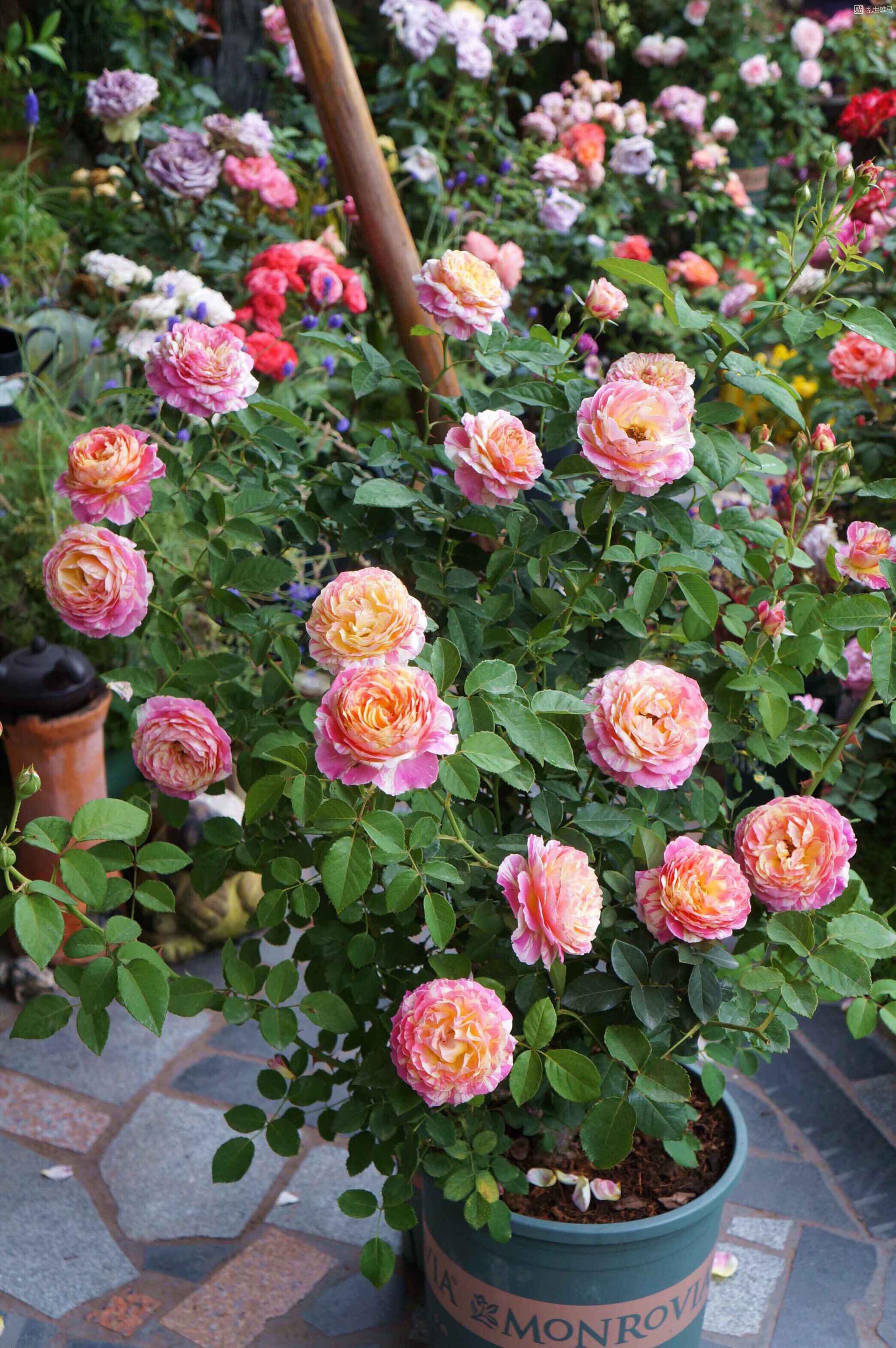 园艺公司培育的一款灌木型月季花,为了纪念印象派大师画家莫奈而取名