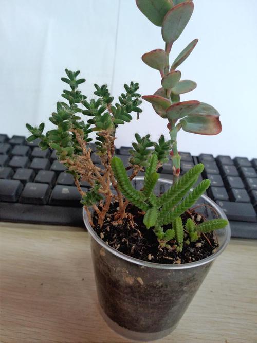 乙女心,姬红小松太可爱了,粉嘟嘟圆滚滚,皮实好养颜值高|清盛|乙女|姬