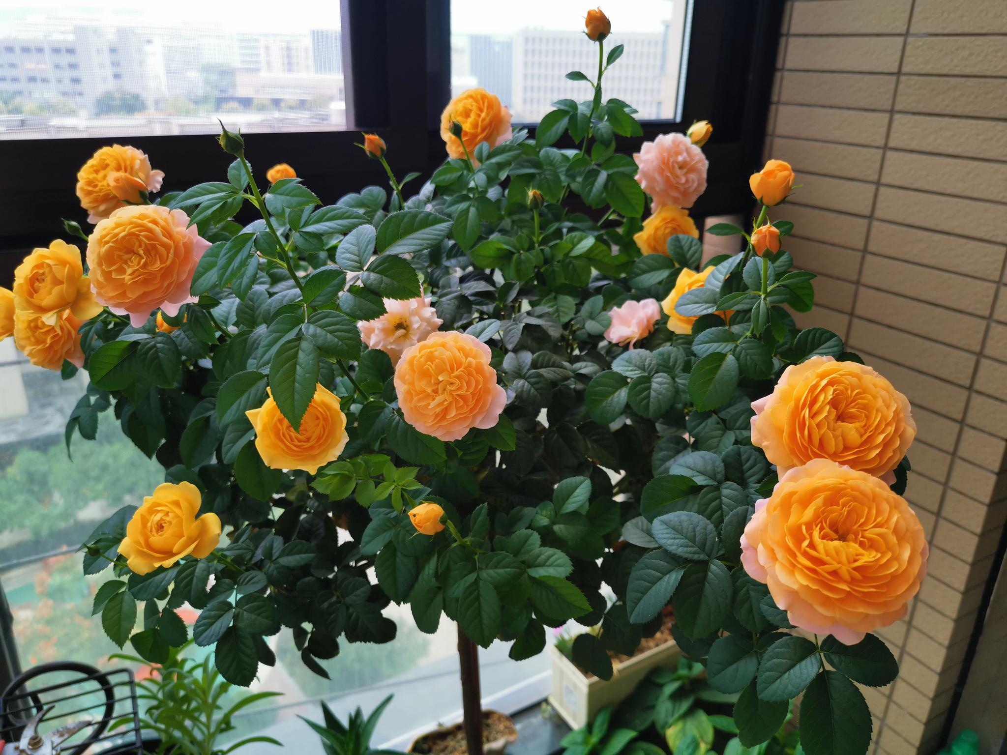 盆栽月季首选品种栽培容易开花美丽阳台养一棵