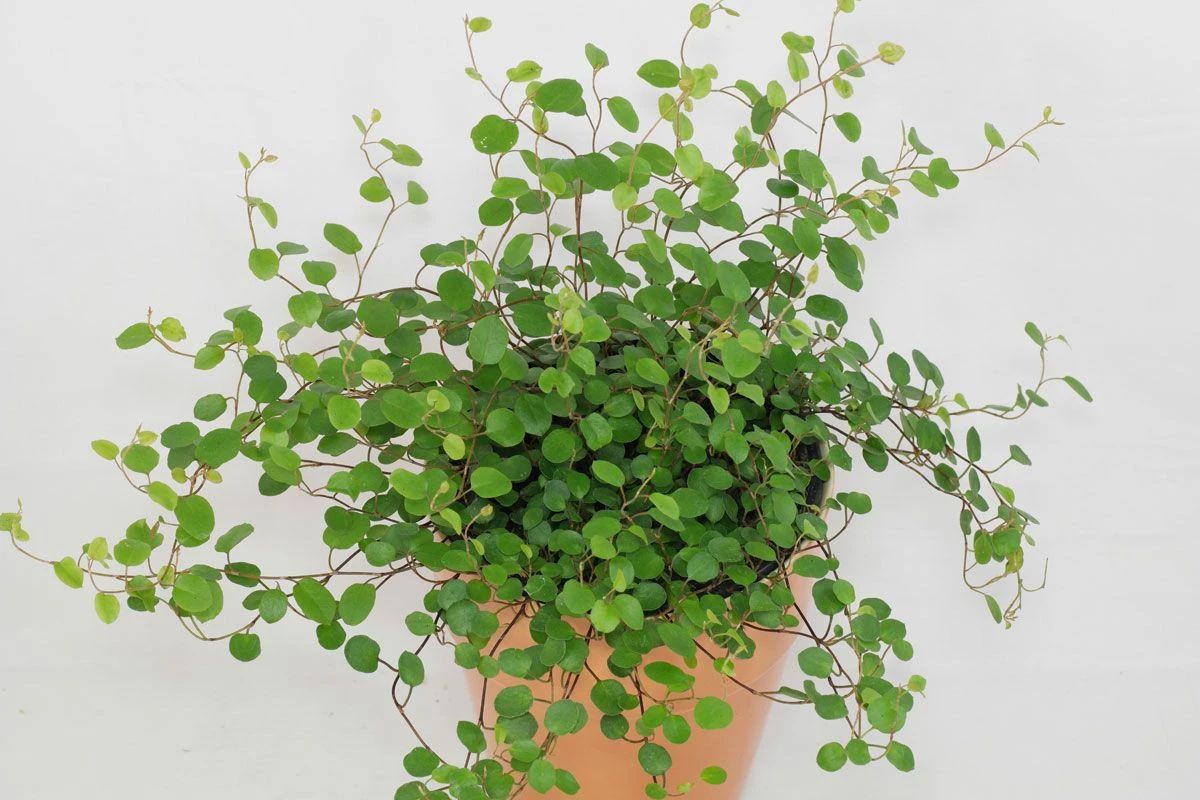 6种常见的弱光植物能室内半阴的环境养窗台便可维持良好状态