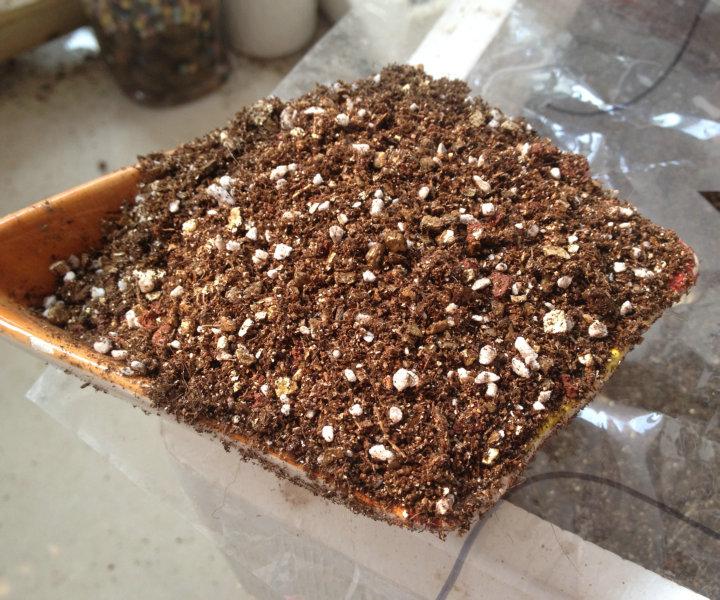 多肉植物泥炭土使用