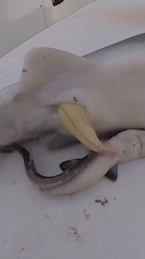 刚生的小鲨鱼见过吗?这也太可爱了!(来源:野行涛哥)