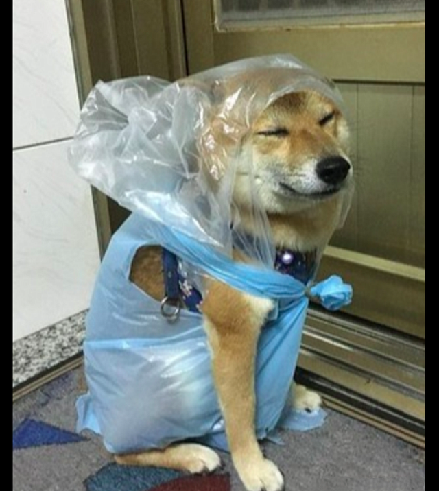 网友用塑料袋给狗自制雨衣,穿上后它愁眉苦脸的,丐帮的帮主吗
