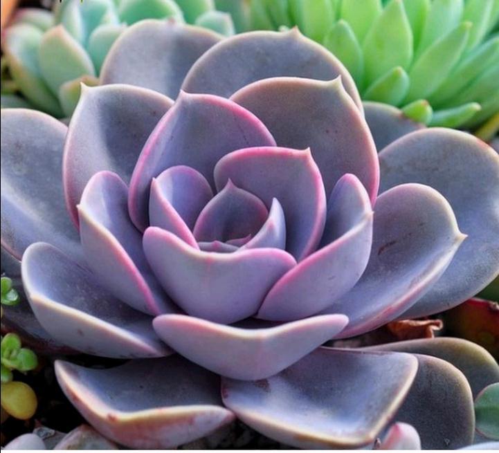 多肉植物紫珍珠的养护方法