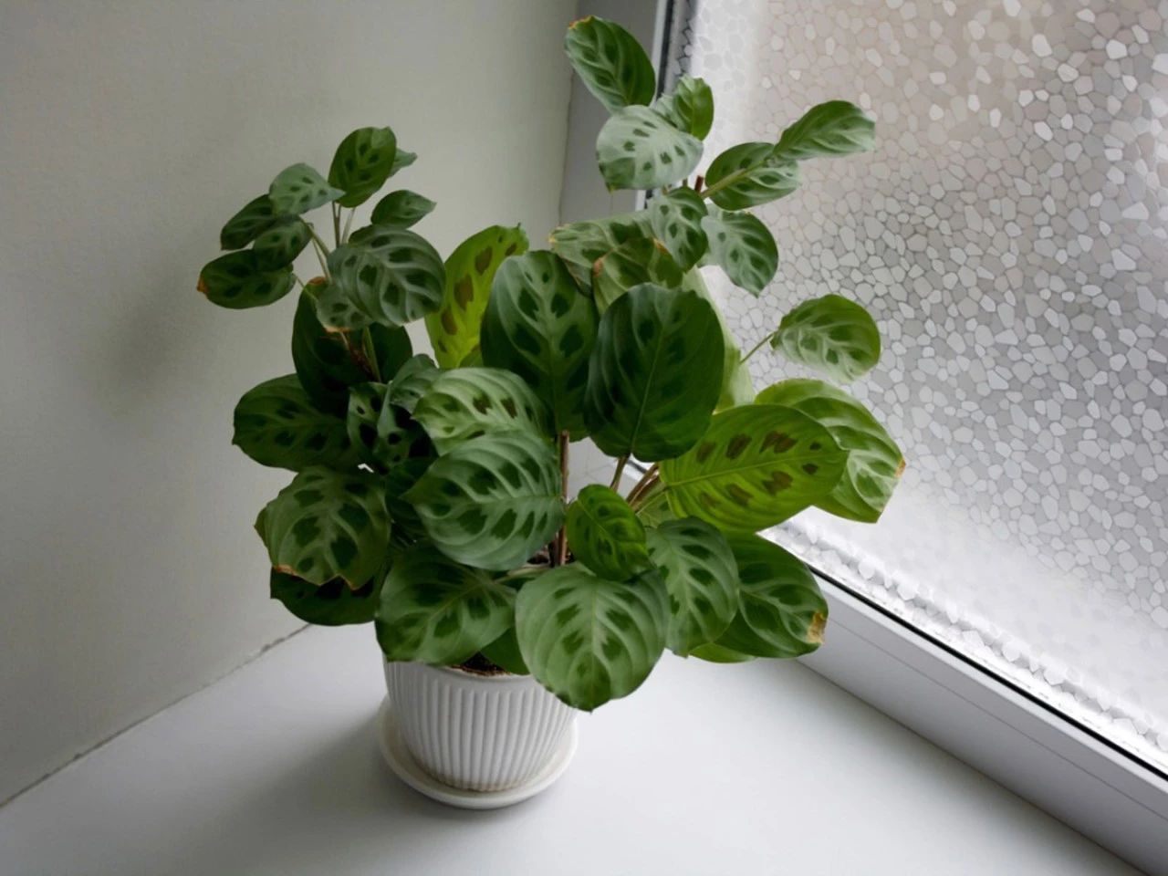 6种常见的弱光植物能室内半阴的环境养窗台便可维持良好状态