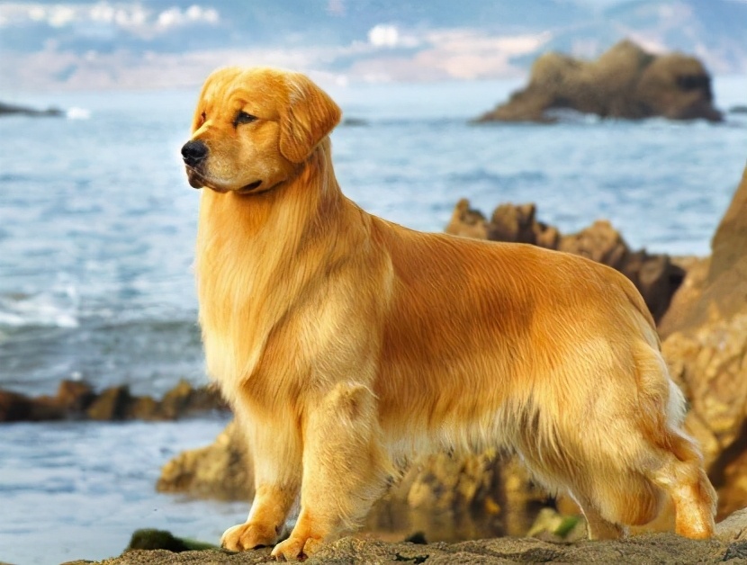 金毛犬阳光帅气,这点不用说相信喜欢狗狗的宠主都应该知道!