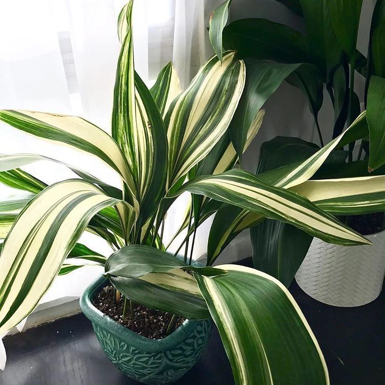 叶子斑斓的一叶兰你会喜欢么这植物养室内真心好打理耐阴耐旱