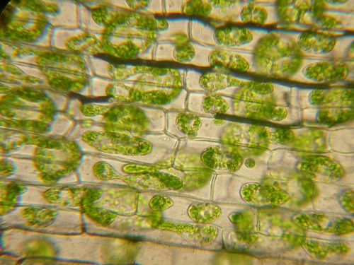 青菜表皮细胞图片