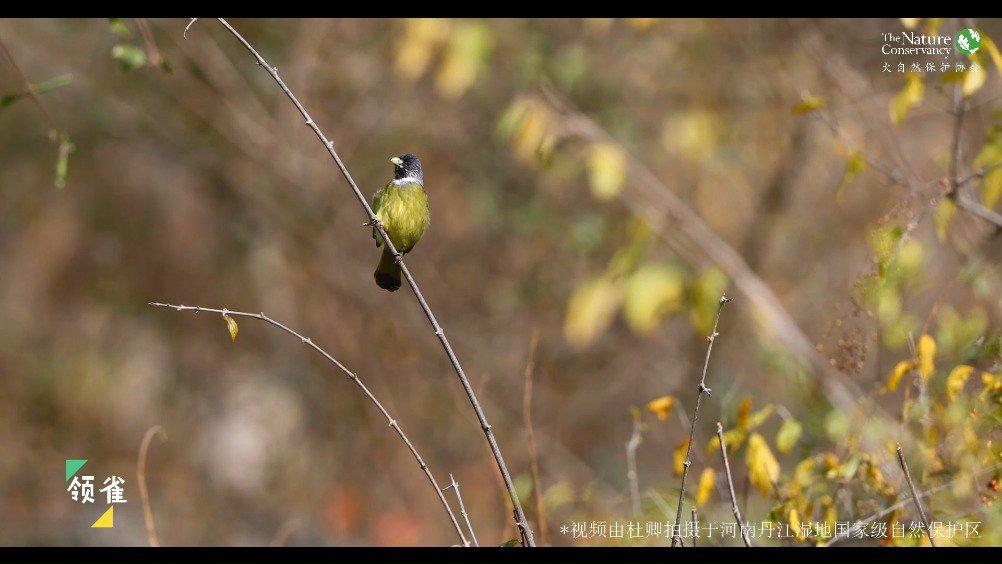 无脚鸟,也叫极乐鸟,传说中任性的鸟,只肯在死的时候停下来