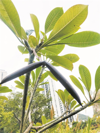 罕见的鸡蛋花树果实