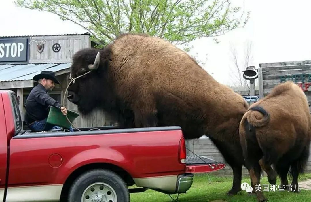 美国夫妇在室内养一吨多的野牛当宠物,差点没命也毫不介意么?