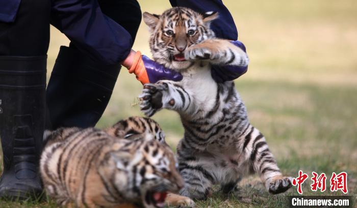 扬州动物园三胞胎虎崽亮相小虎崽萌态十足