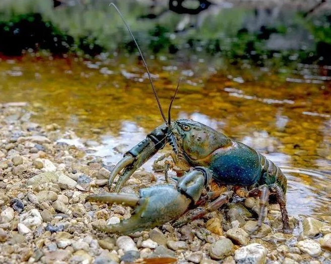 小松鼠小龙虾入侵他乡当地生物打不过