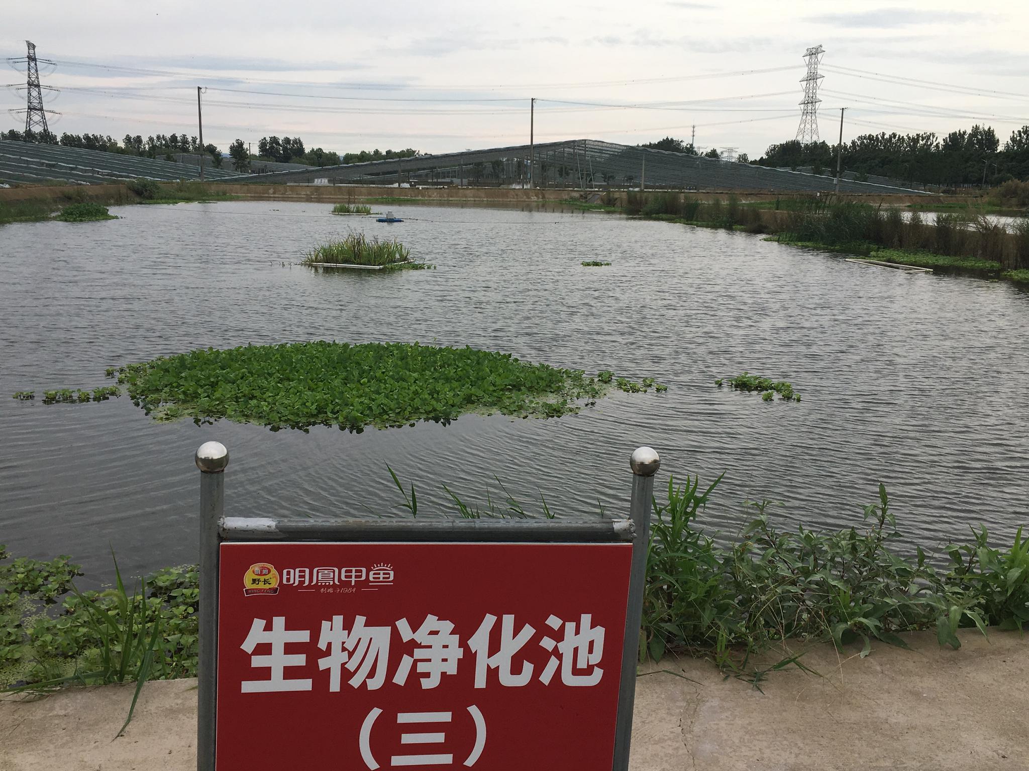 余姚市明凤甲鱼基地的生物净化池.记者 王健 摄