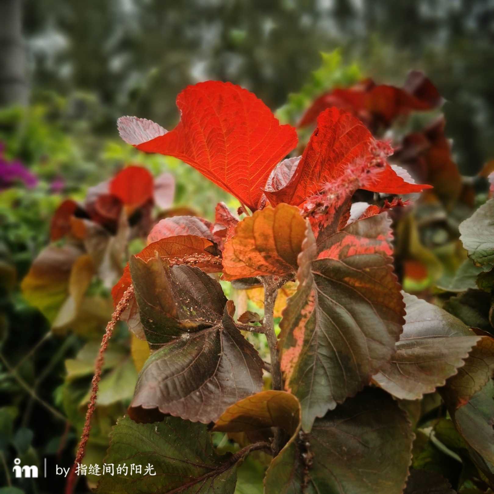 且看金泥花那面指痕微印红桑