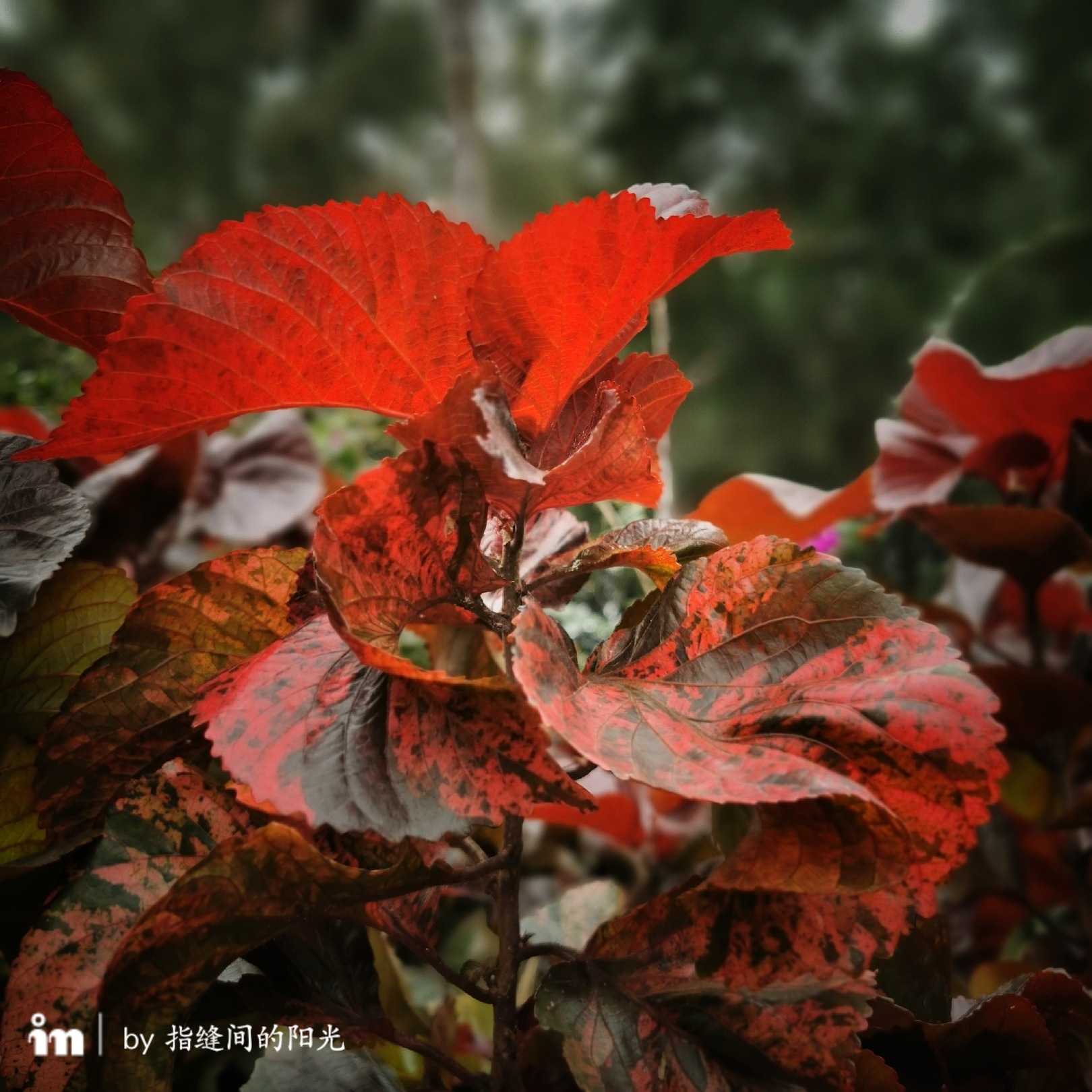 且看金泥花那面指痕微印红桑