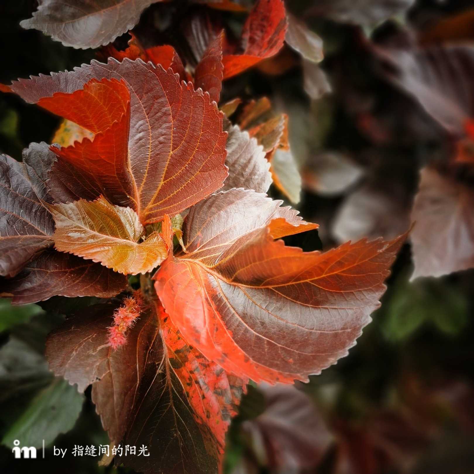 且看金泥花那面指痕微印红桑