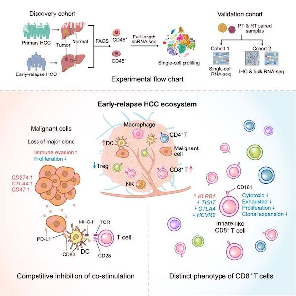 成都海大陈小平主任:哪些不起眼的炎症可能发展成癌症?