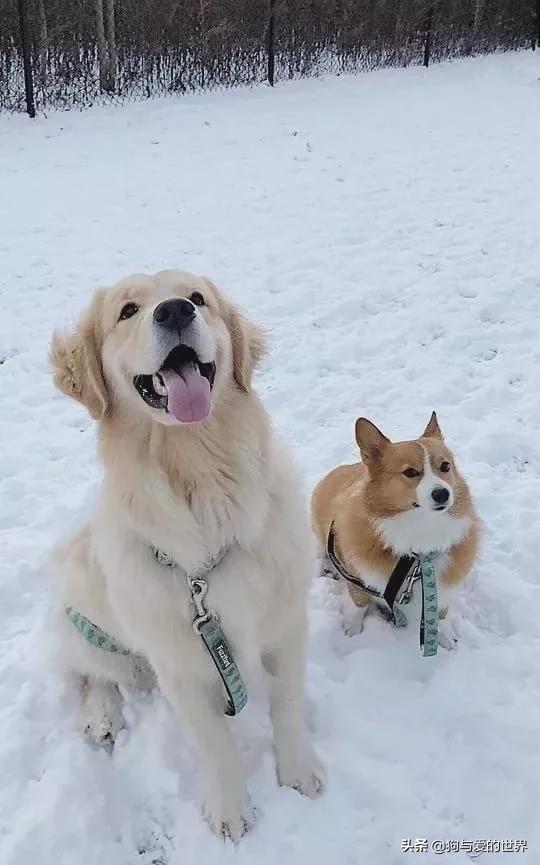 让二哈帮忙带小金毛,几天后,铲屎官后悔哭了…|金毛|哈士奇|小金毛