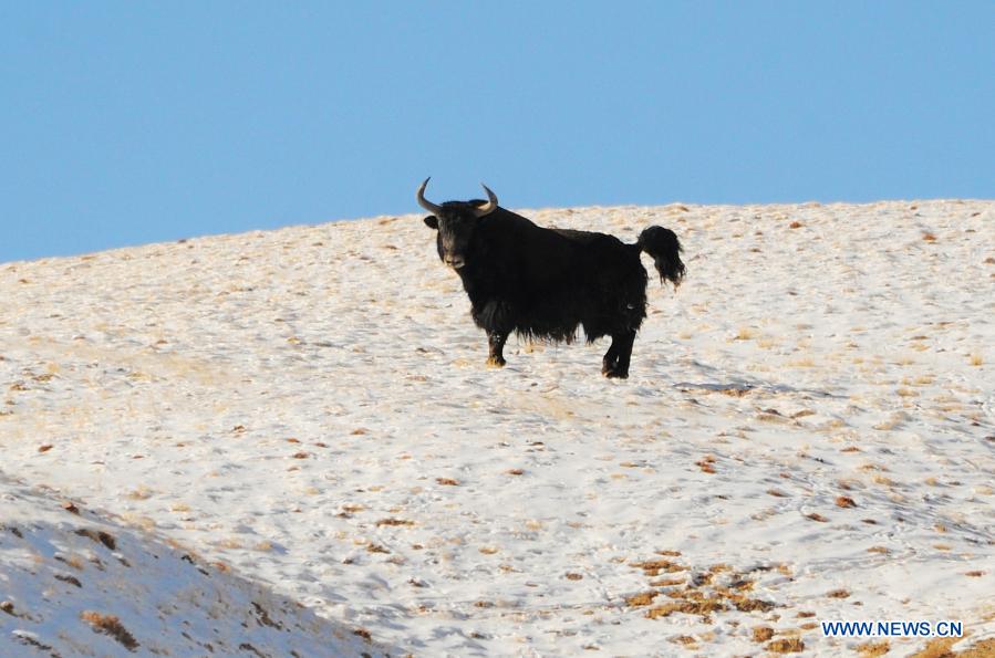 A wild yak is seen at the Haltent grassland in the Kazak Autonomous County of Aksay, northwest China's Gansu Province, Dec. 23, 2020. (Photo by Ma Xiaowei/Xinhua)