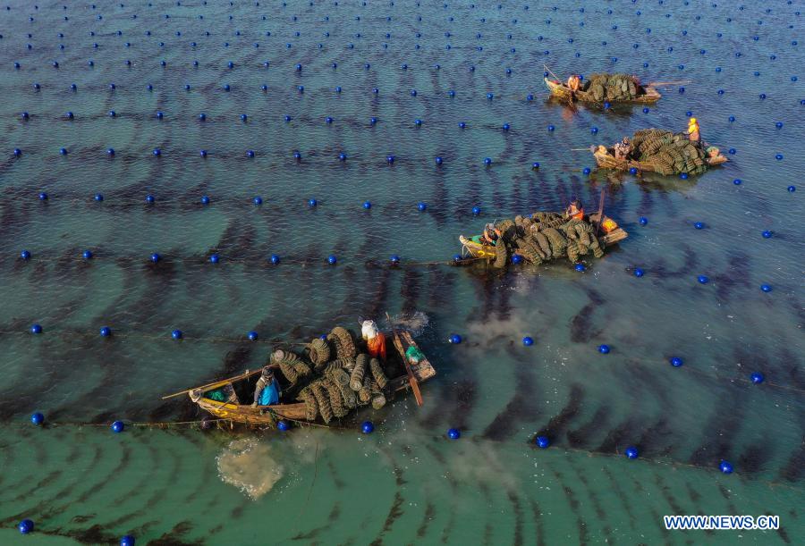 Aerial photo taken on Dec. 24, 2020 shows people working on a marine ranch in Rongcheng, east China's Shandong Province. (Photo by Li Xinjun/Xinhua)