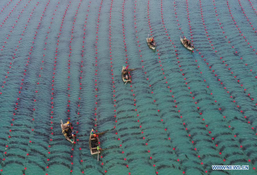 Aerial photo taken on Dec. 24, 2020 shows people working on a marine ranch in Rongcheng, east China's Shandong Province. (Photo by Li Xinjun/Xinhua)