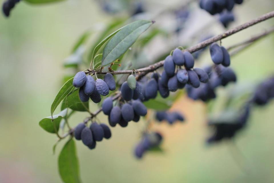 果实很少见却不值钱花儿很多见却价值很高一斤二百收不到