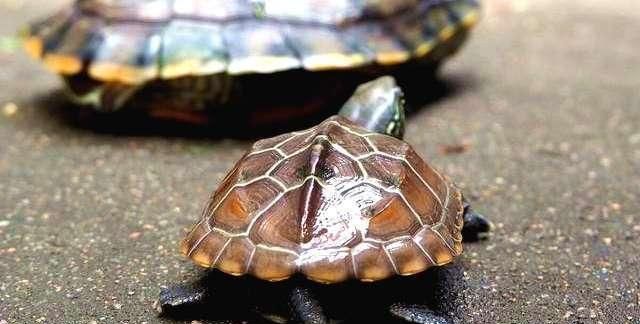 我建议别冬眠,加温过冬才安全|龟|幼龟|过冬_新浪新闻