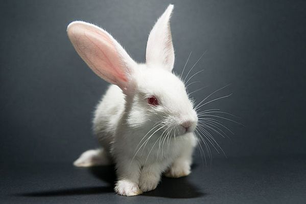 属兔人:2021年开始会有人找上门,是你这辈子最大的贵人要珍惜!