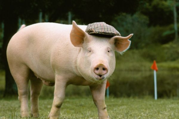 属猪|贵人|生肖猪_新浪新闻