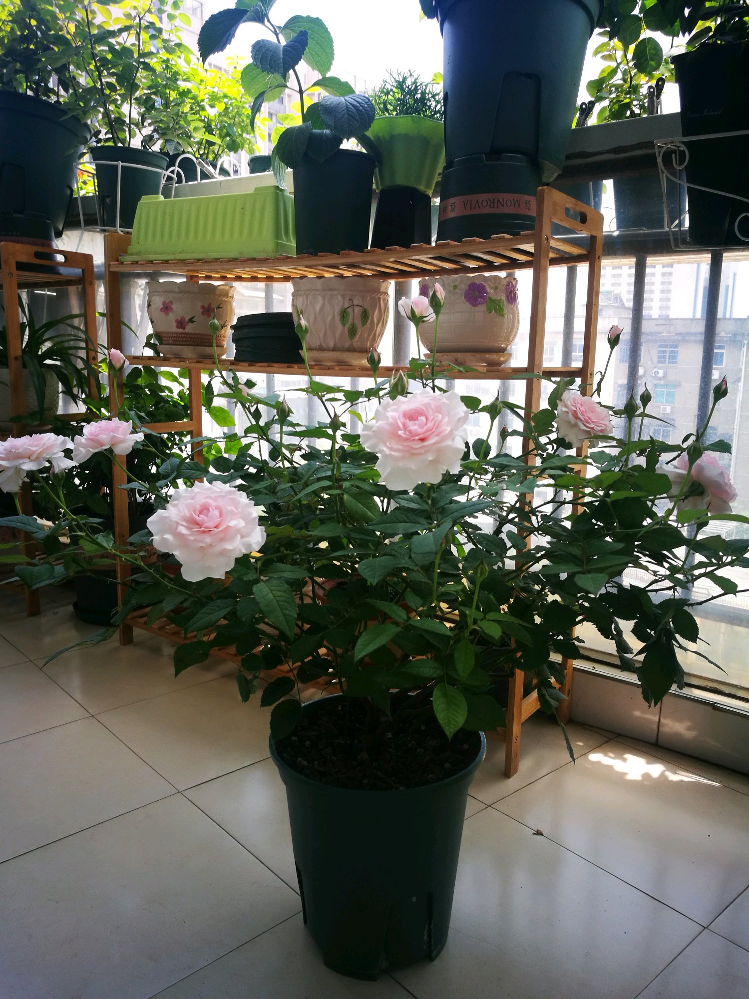 室内阳台能不能放盆景,室内阳台能不能放盆景植物