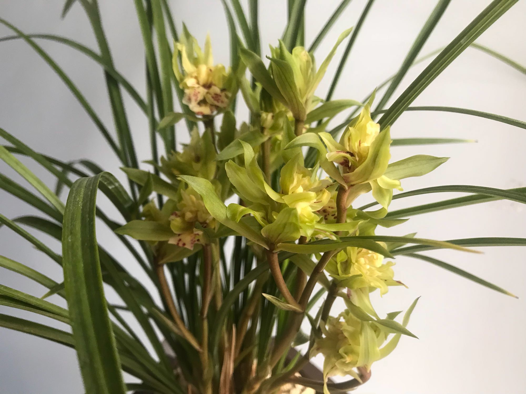 曾经的天价兰花现在很便宜花香浓郁养护简单