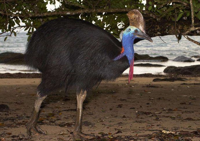 世界上最危险的鸟,一脚便能让人类毙命